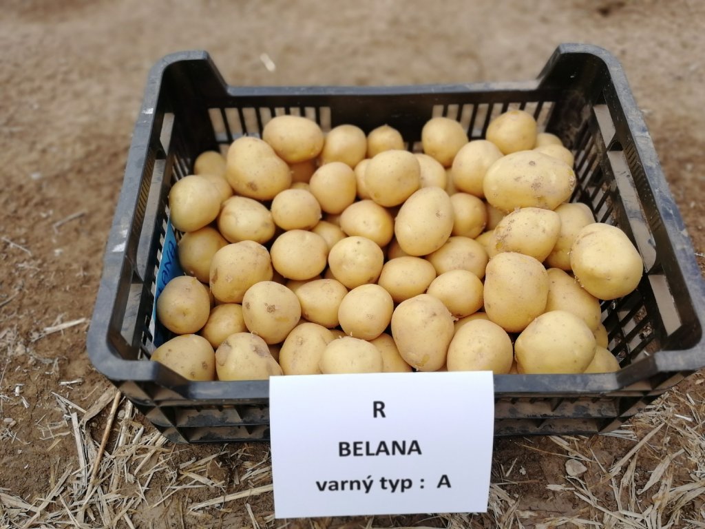 Sadbové brambory Belana | ovosadba.cz