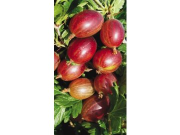 Angrešt Hinnonmaki - keř