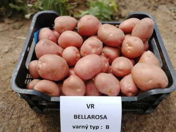 BELLAROSA