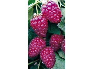Malinoostružina (Tayberry)