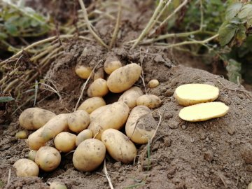 Dali Sadbové Brambory: Skvělá Volba Pro Lahodné Pokrmy