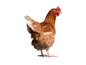 Kompletní krmná směs pro nosnice - SYPKÁ - 25 kg