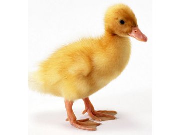 Kompletní krmivo pro výkrm KACHŇAT od 22 dnů stáří - sypká - 10 kg