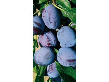 Slivoň Čačanská raná