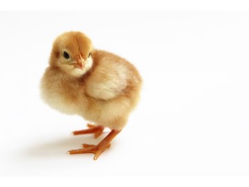 Kompletní krmivo pro odchov KUŘAT nosného typu od 7 týdne stáří – sypké - 25 kg