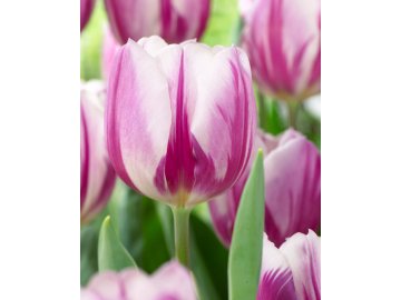 Tulip Flaming Flag 11 12cm 0006158 82629