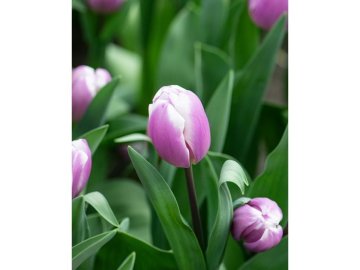 b6e8b48241e2250f3cb7c0d89f03e6dc 1