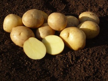 Sadbové brambory MADEIRA