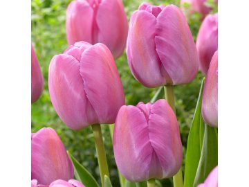Tulip Purple Pride Zanturpur 0009771 84290