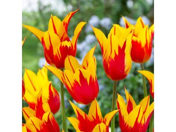 Tulip Fire Wings 11 12cm 0006557 2 42154
