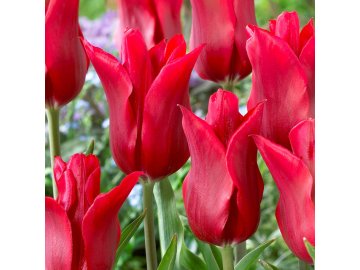 Tulip Pieter De Leur 0007245 2 11824