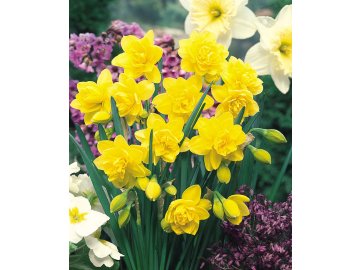 Narcissi Golden Ducat 0000161 90766