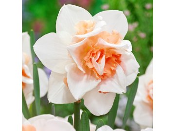 Narcissi Replete 0000150 71114