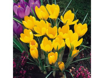 Crocus Golden Yellow Mammoth 0000048 40893