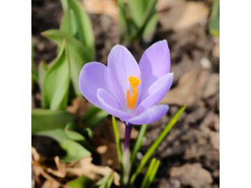 krokus vanguard crocus vernus hlizy krokusu 3 ks