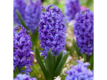 Hyacinth Blue Jacket 0000280 41205