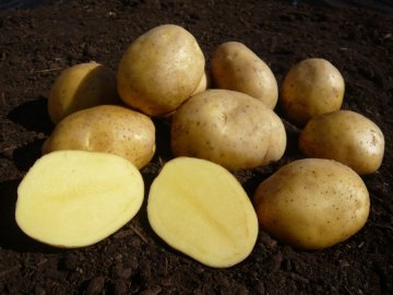 sadbové brambory adéla