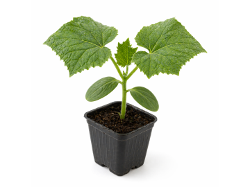 Přísada okurka salátovka