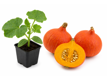 Přísada dýně Hokkaido