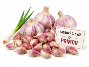 Sadbový česnek Primor