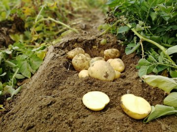 Sadbové brambory VOGUE