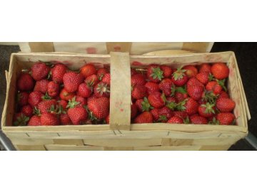 Jahody 2 kg bez košíku