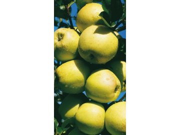 Jabloň Golden Delicious