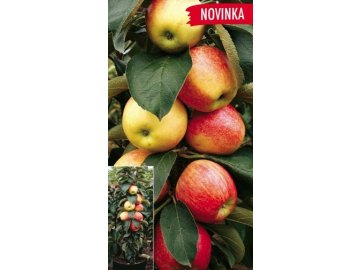 Sloupová jabloň Charlotte