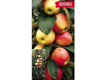 Sloupová jabloň Red Spring