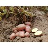 Sadbové brambory BELLAROSA