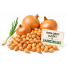 Cibule sazečka ozimá - SHAKESPEARE