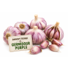 Sadbový česnek GERMIDOUR PURPLE