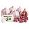 Sadbový česnek TOPAZ