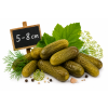 Okurky nakládačky 5-8 cm á 10 kg