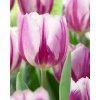 Tulip Flaming Flag 11 12cm 0006158 82629
