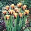 Tulip Gavota 0003118 2 16214