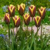 Tulip Gavota 0003118 41209