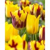 Tulip Helmar 11 12cm 0003124 2 88649