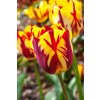 Tulip Helmar 11 12cm 0003124 71124
