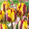 Tulip Helmar 0003124 94773