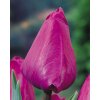 Tulip Negrita 11 12cm 0003162 95197