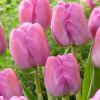 Tulip Purple Pride Zanturpur 0009771 84290