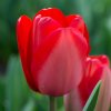 Tulip Red Impression 0002624 05116