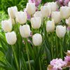 Tulip Clearwater 11 12cm 0006527 3 40651