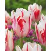 Tulip Sorbet 11 12cm 0003016 31202