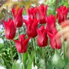 Tulip Pieter De Leur 0007245 67757