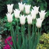Tulip White Triumphator 0002866 66355
