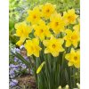 Daffodil Carlton 0000094 09098