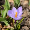 krokus vanguard crocus vernus hlizy krokusu 3 ks