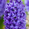 Hyacinth Blue Jacket 0000280 2 84884